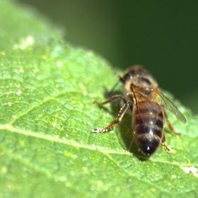 Пчела на листике