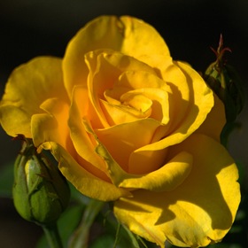 Желтая роза на закате